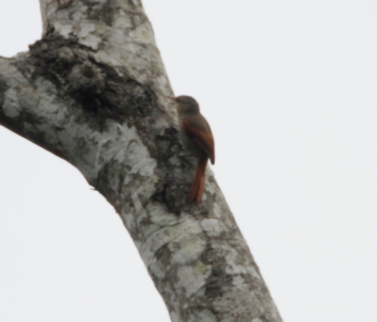 Crested Spinetail - ML617693013