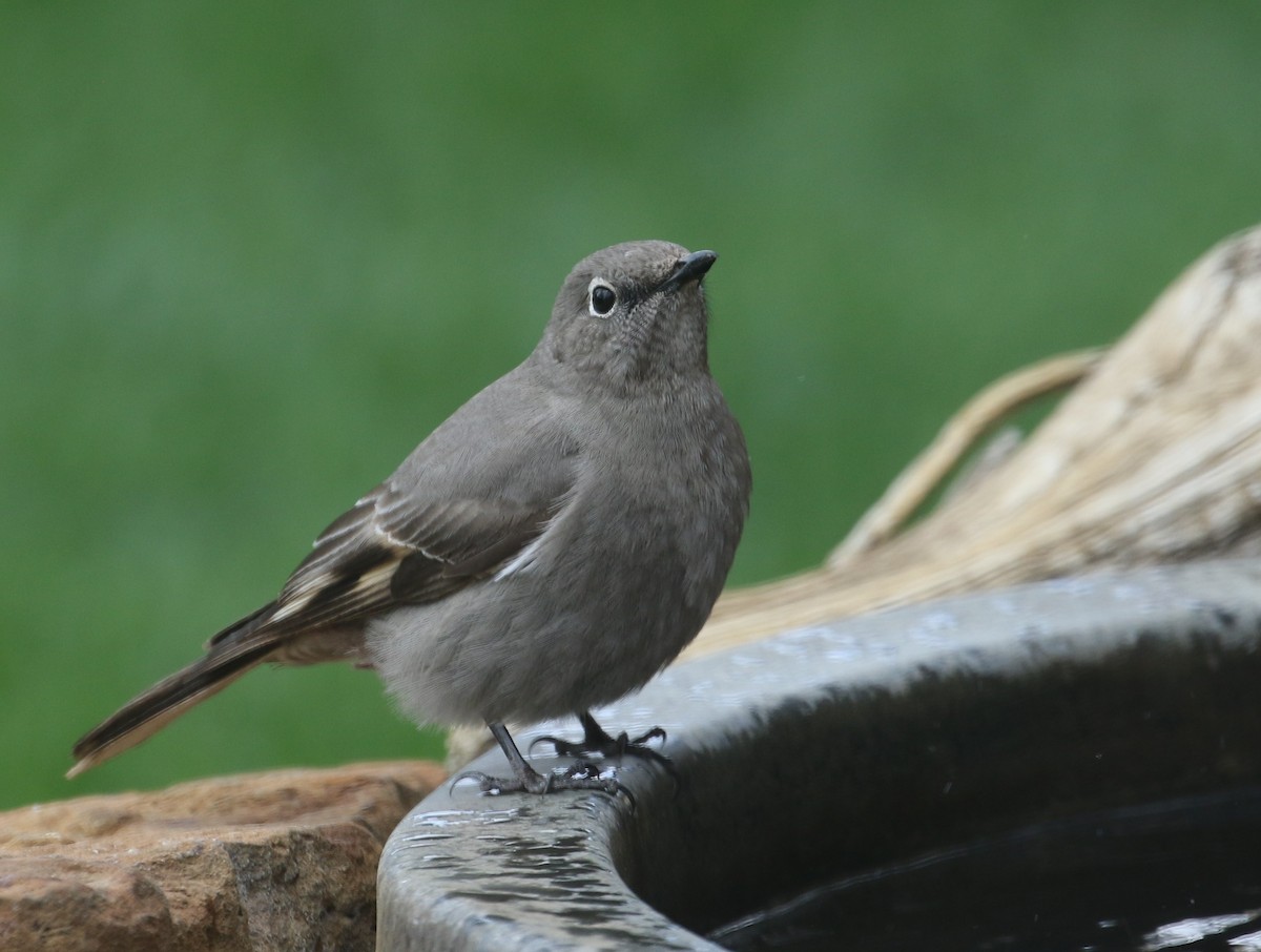 Townsend's Solitaire - ML617693026