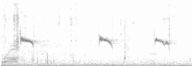 Каньонный крапивник - ML617693071