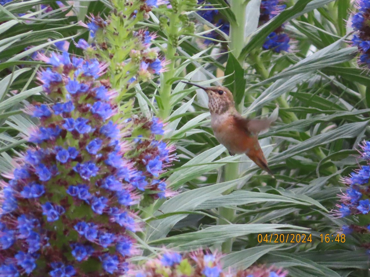 Allen's Hummingbird - ML617693080