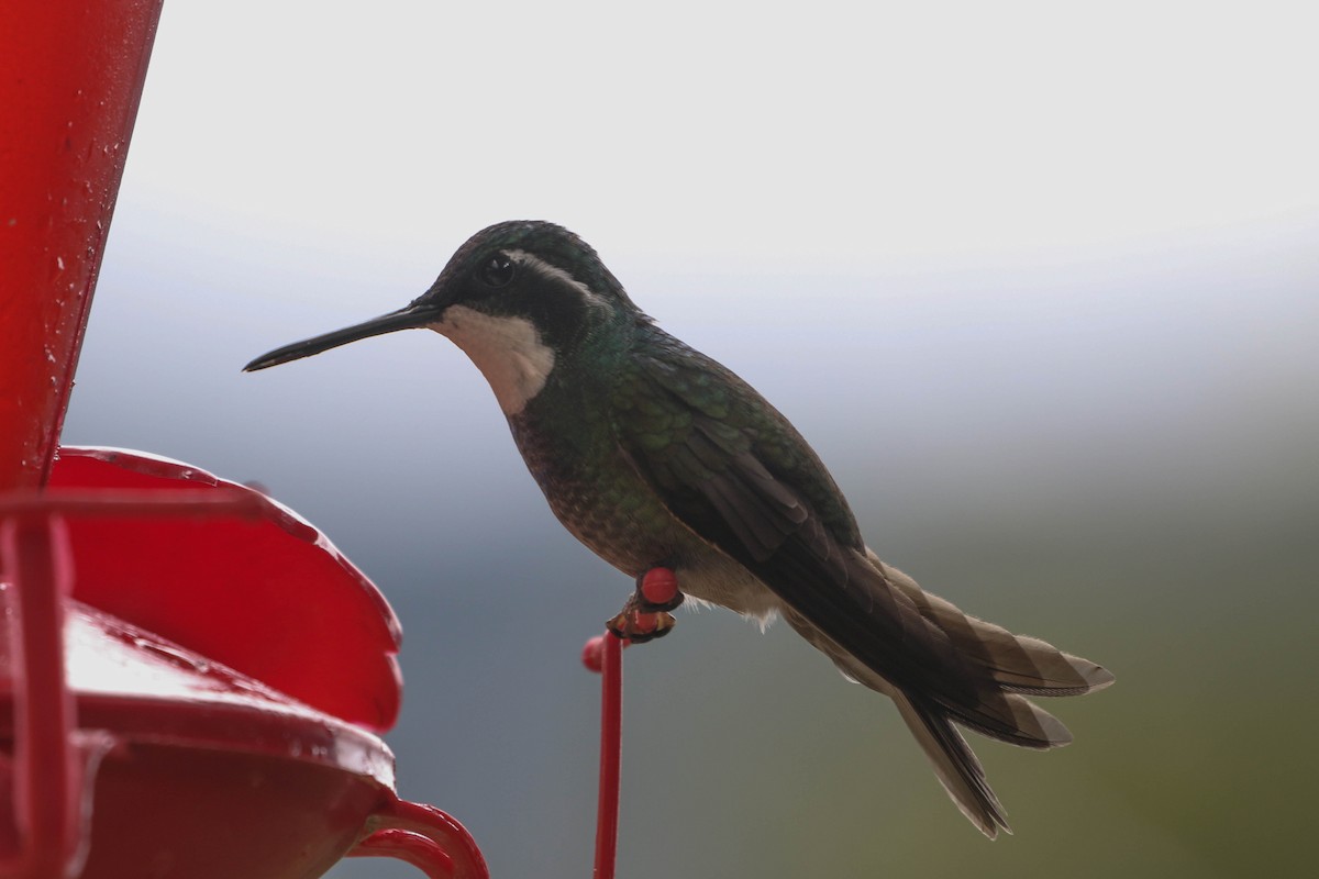 White-throated Mountain-gem (Gray-tailed) - ML617693088