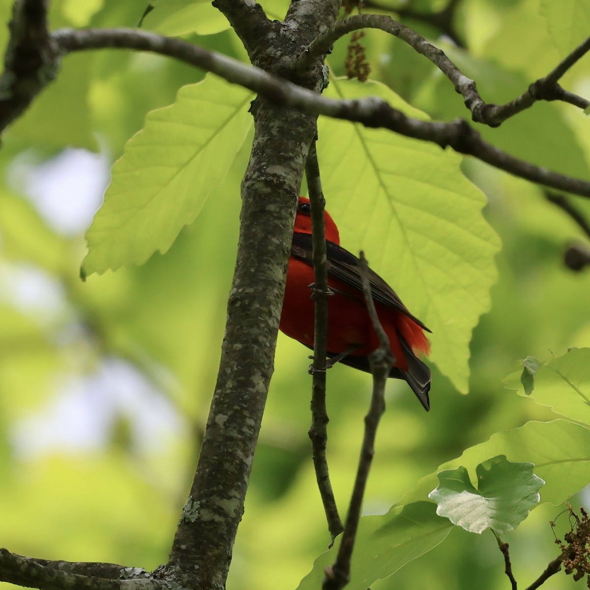 Scarlet Tanager - ML617693093