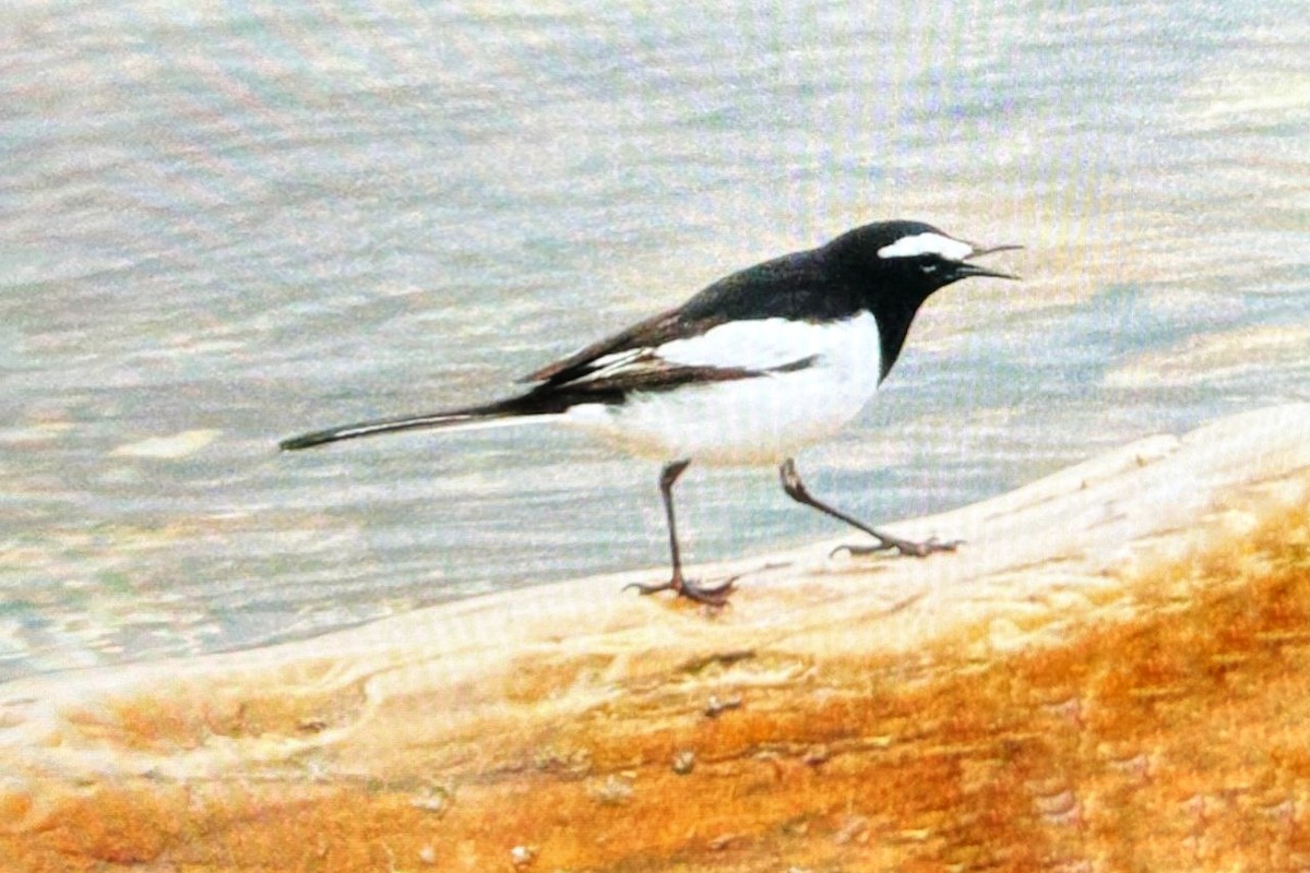 White-browed Wagtail - ML617693110