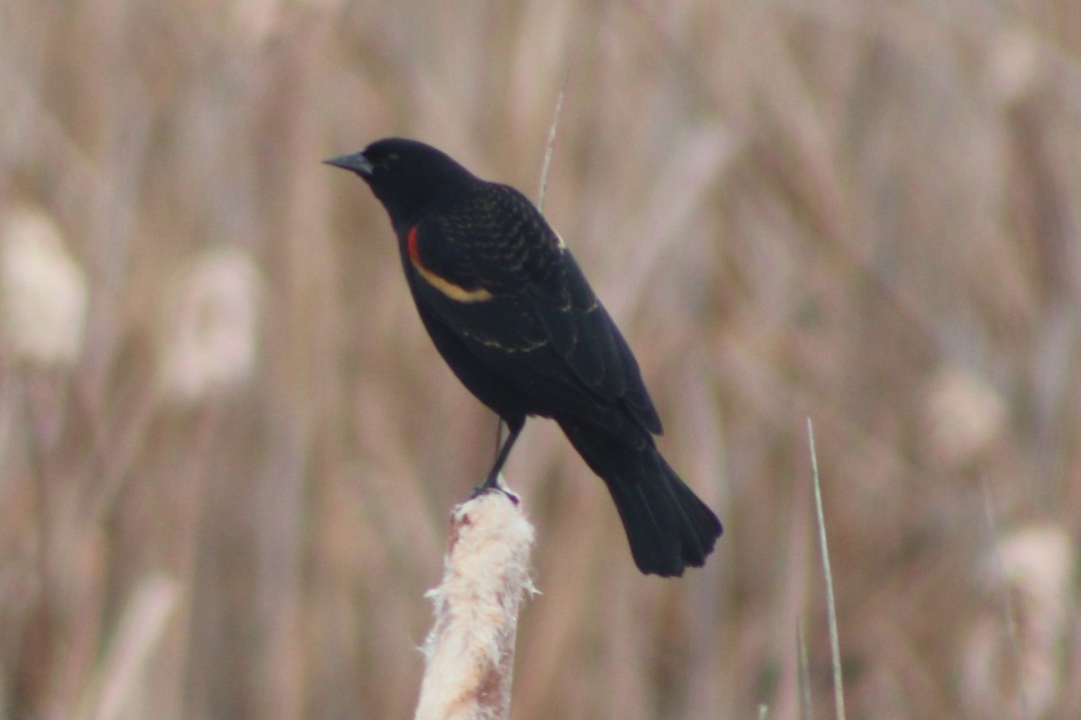 Red-winged Blackbird (Red-winged) - ML617693114