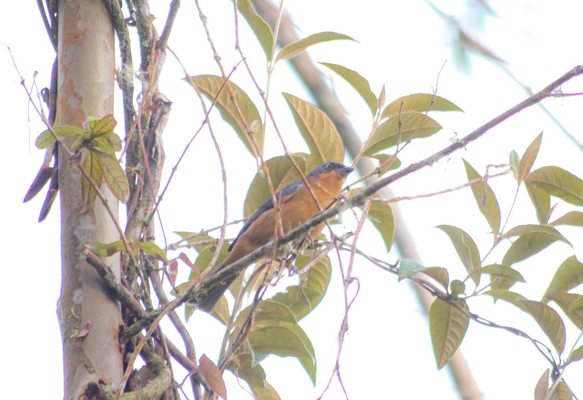 Rufous-crested Tanager - ML617693130