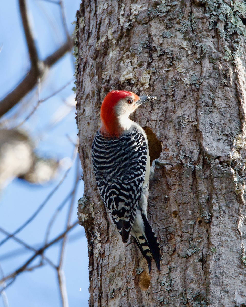 Red-bellied Woodpecker - ML617693134