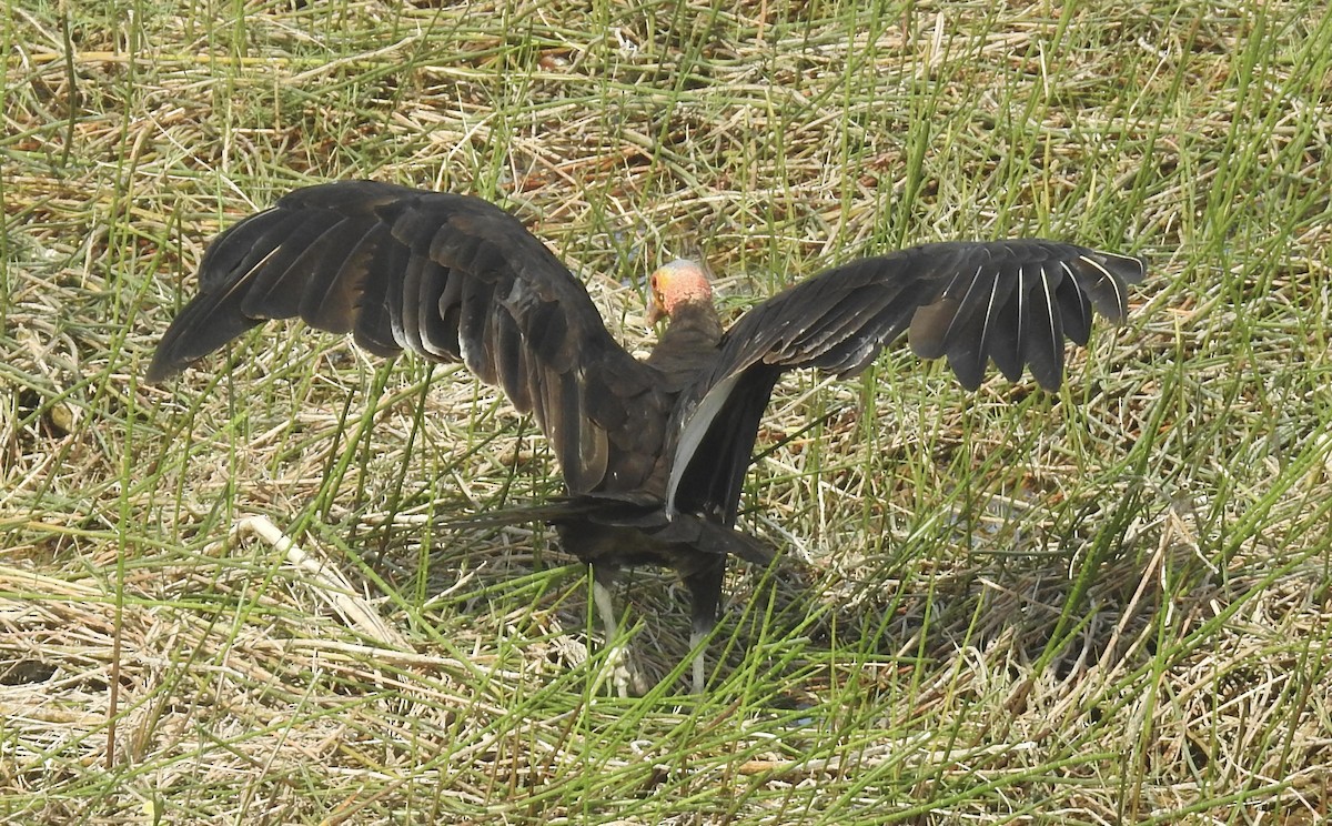 Lesser Yellow-headed Vulture - ML617693147