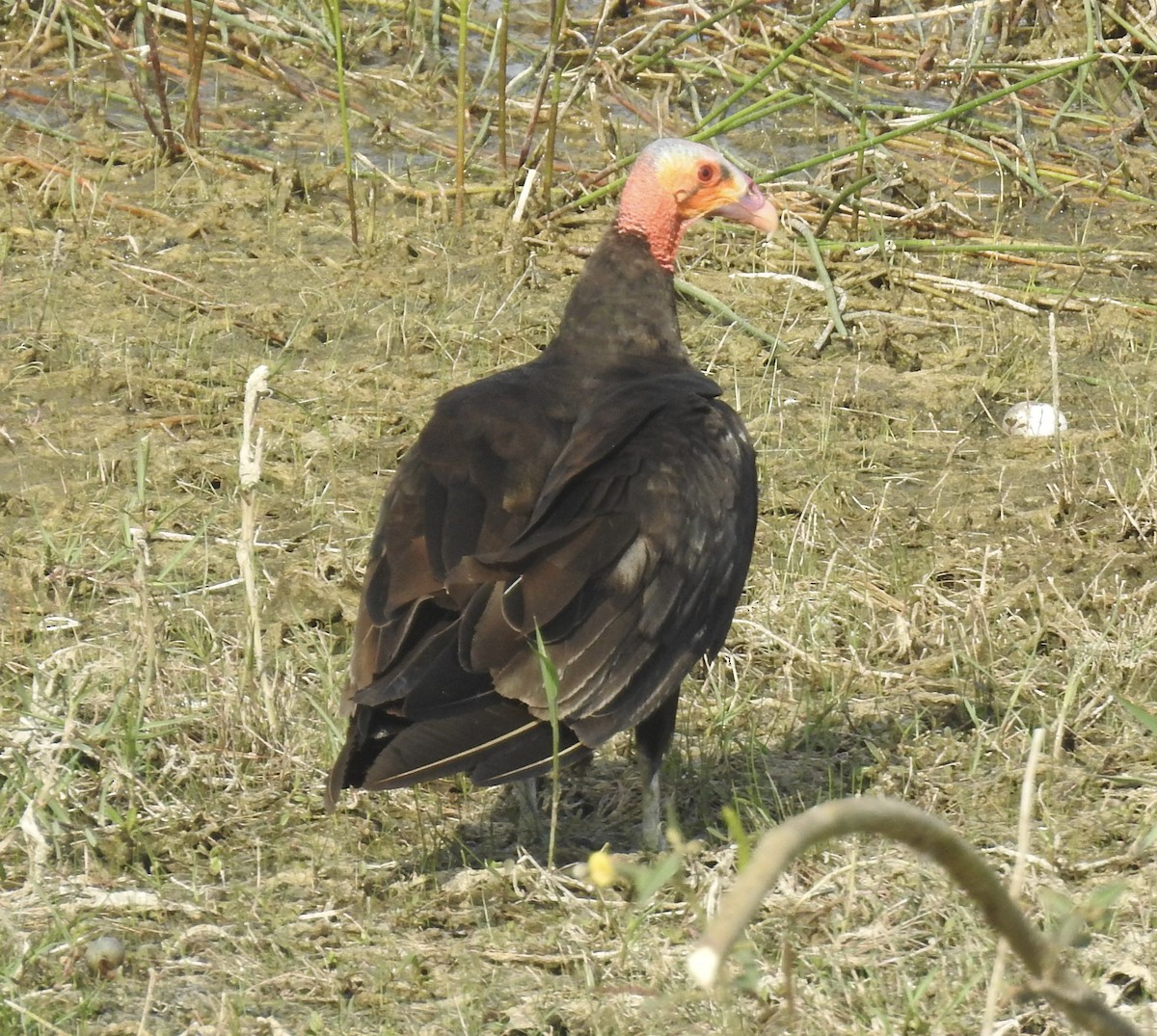 Lesser Yellow-headed Vulture - ML617693148
