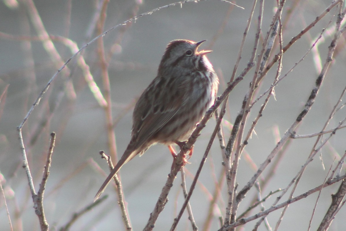 Song Sparrow (montana/merrilli) - ML617693212