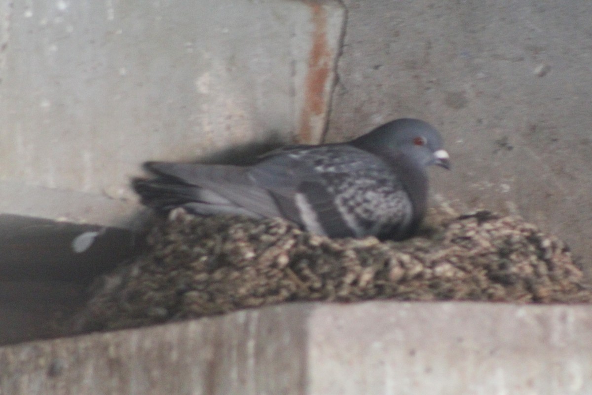 Rock Pigeon (Feral Pigeon) - ML617693217