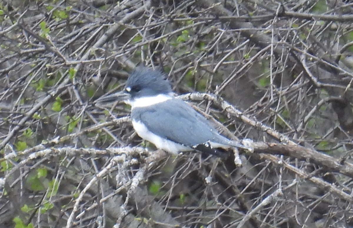 Belted Kingfisher - ML617693253