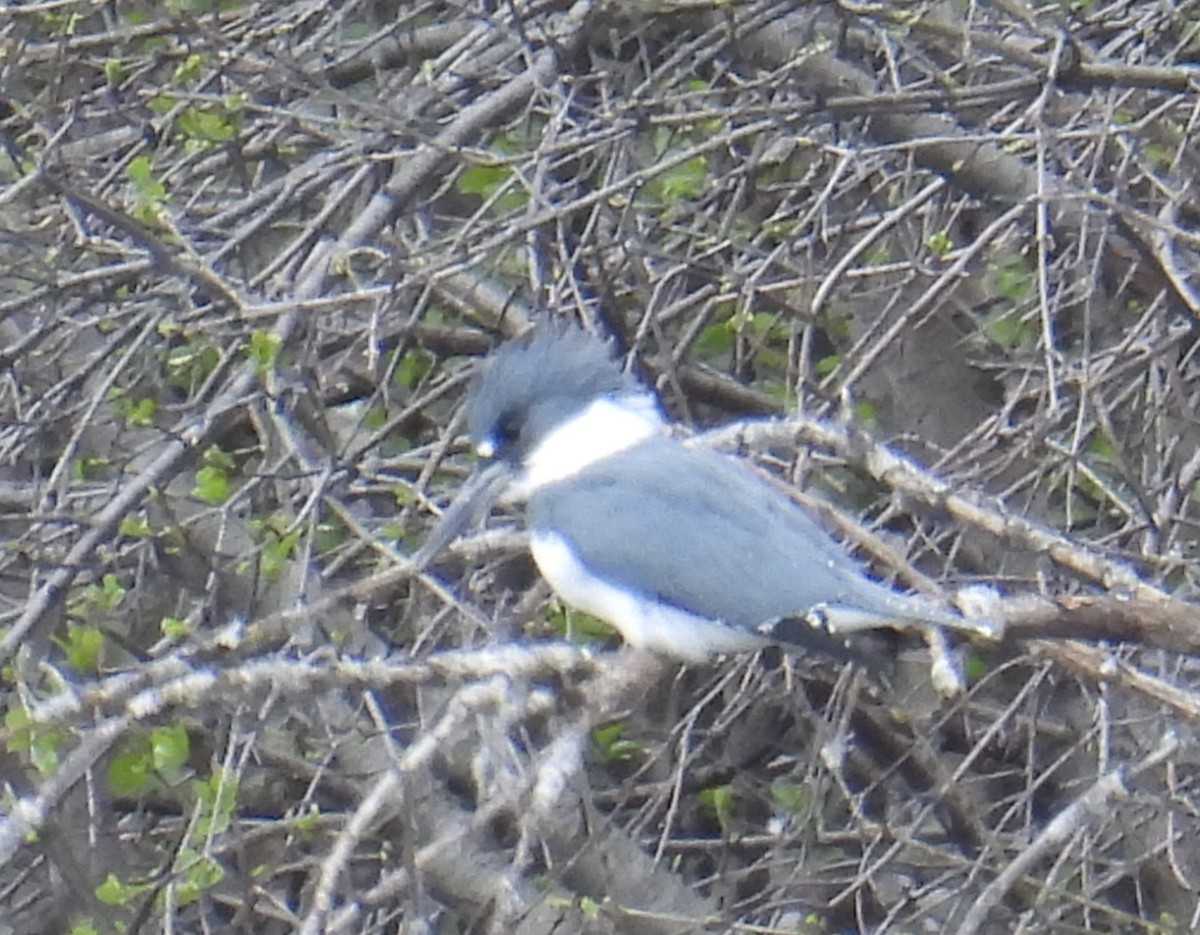 Belted Kingfisher - ML617693254