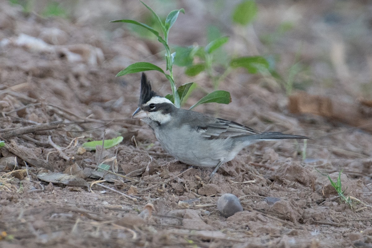 Black-crested Finch - ML617693281