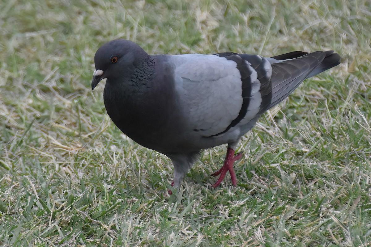 Rock Pigeon (Feral Pigeon) - ML617693455