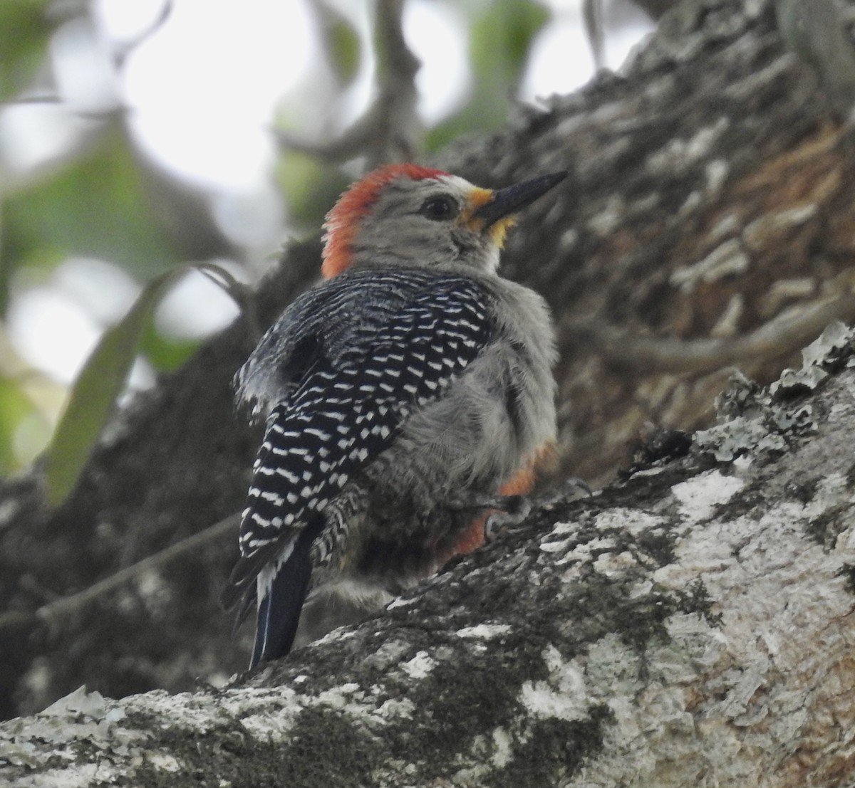 Yucatan Woodpecker - ML617693475