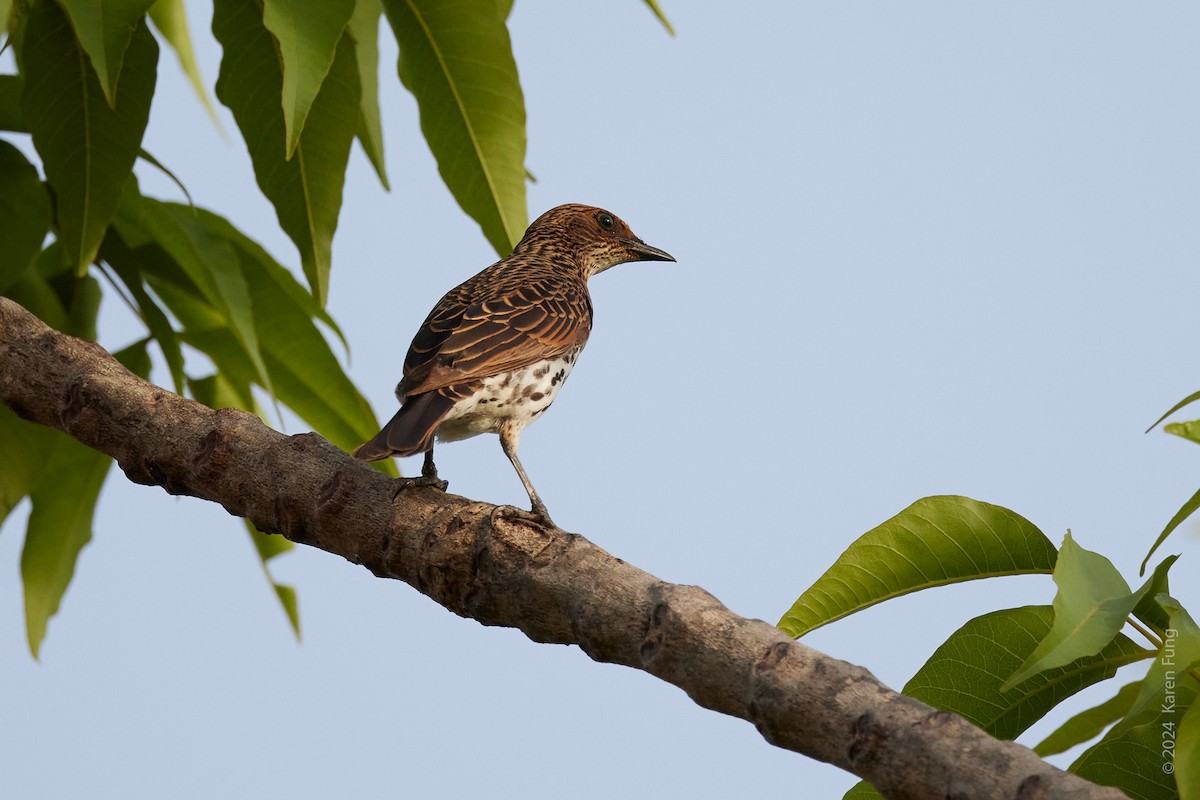Violet-backed Starling - ML617693543