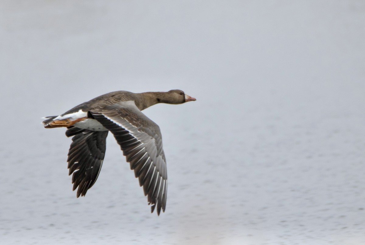 Greater White-fronted Goose - ML617693571