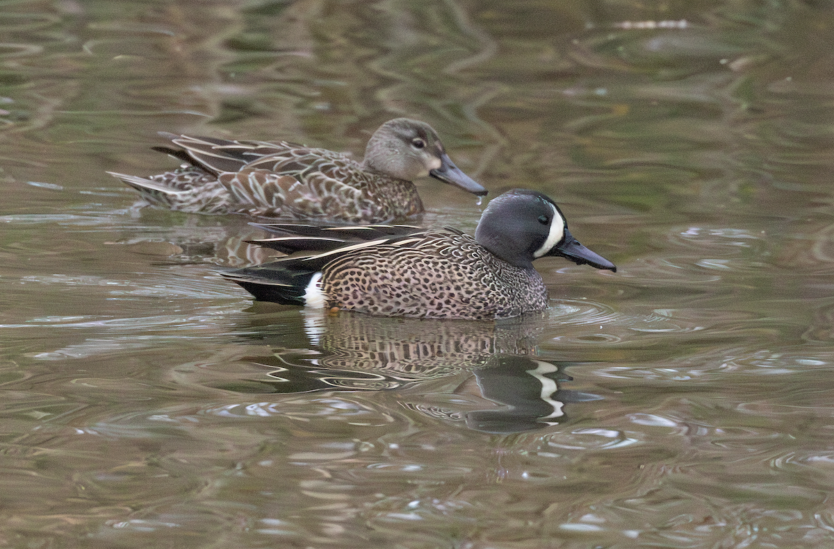 Blue-winged Teal - ML617693587