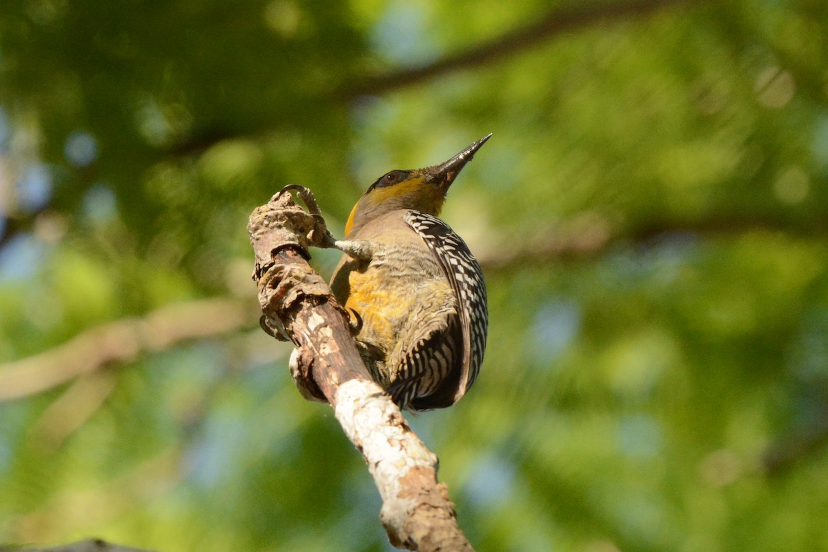 Golden-cheeked Woodpecker - ML617693597