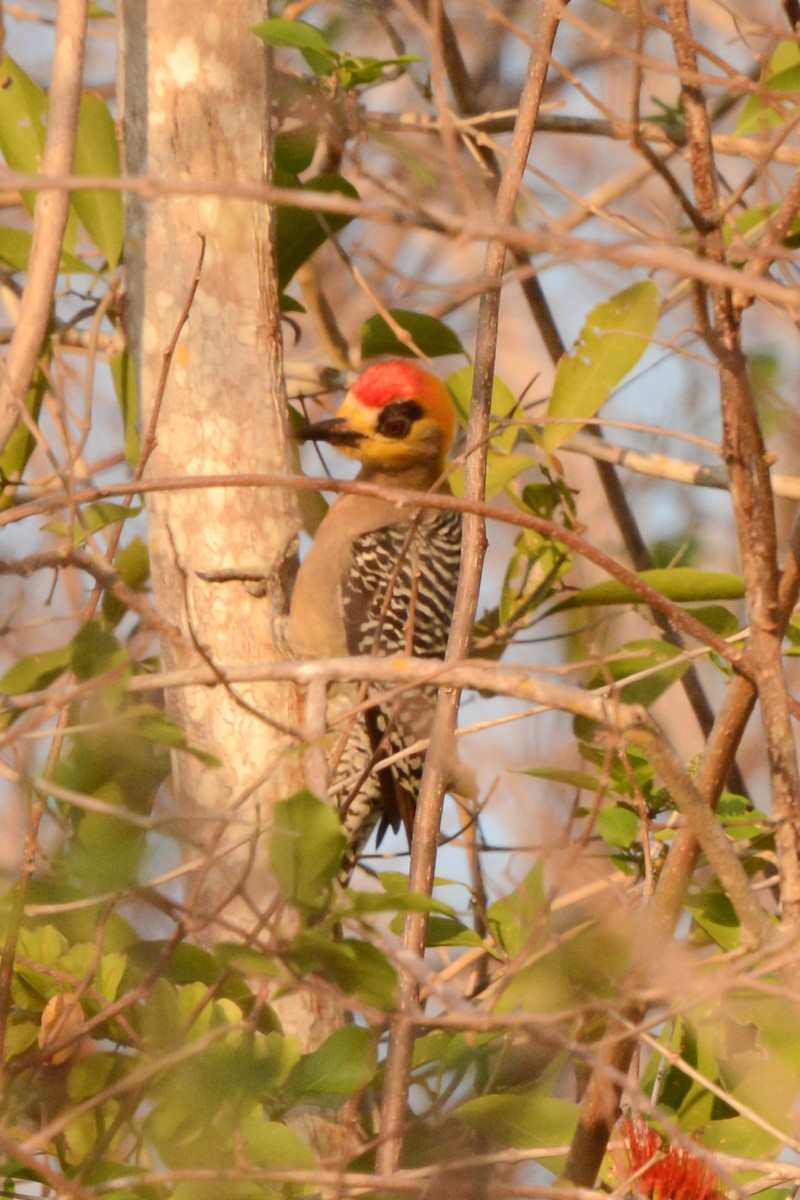 Golden-cheeked Woodpecker - ML617693598