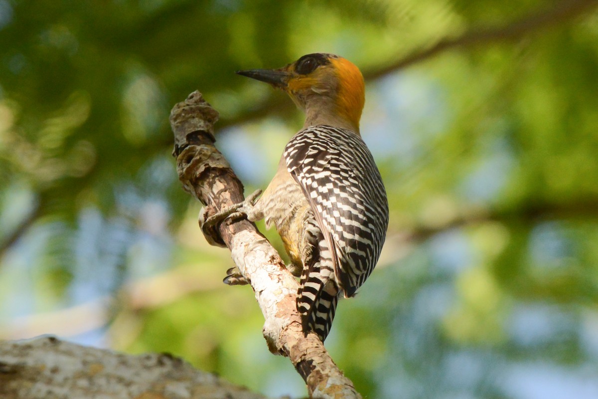 Golden-cheeked Woodpecker - ML617693600