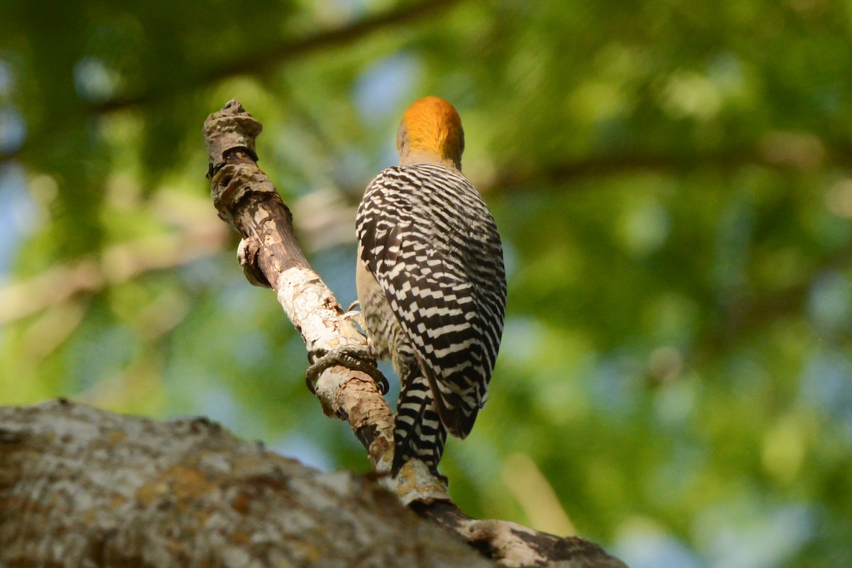 Golden-cheeked Woodpecker - ML617693602