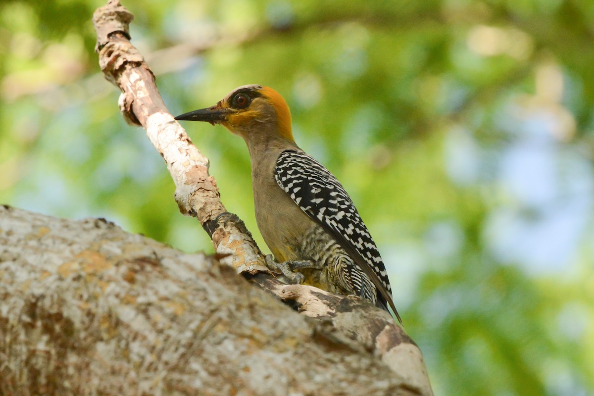 Golden-cheeked Woodpecker - Linnaea Wright