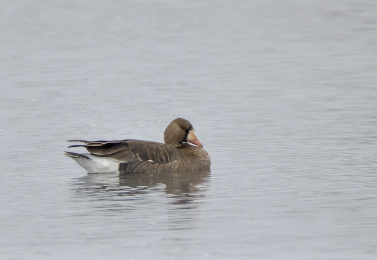 Greater White-fronted Goose - ML617693607
