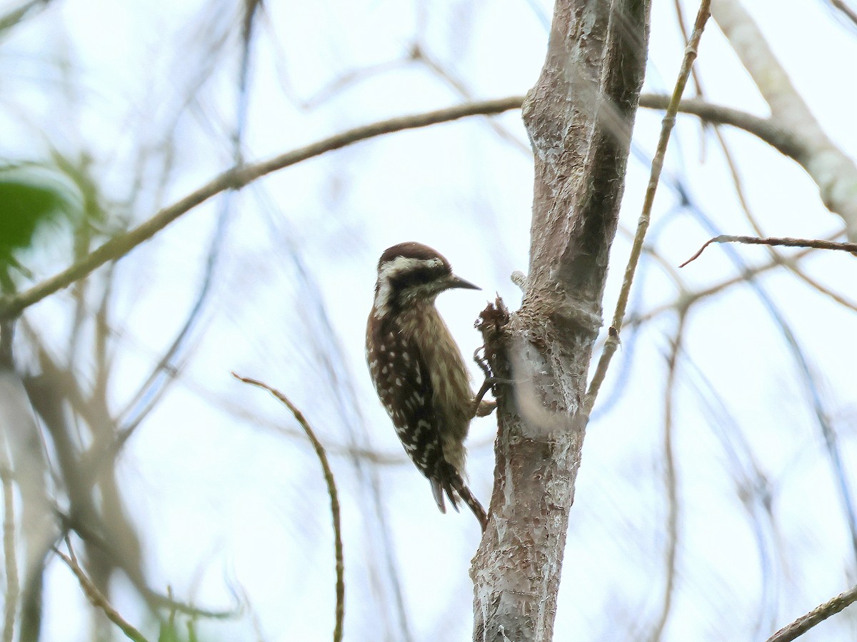 Sunda Pygmy Woodpecker - ML617693608