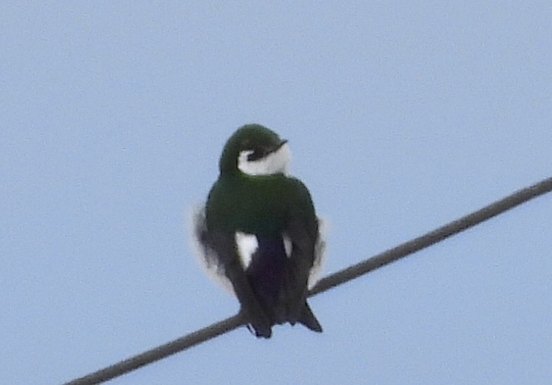Violet-green Swallow - ML617693610