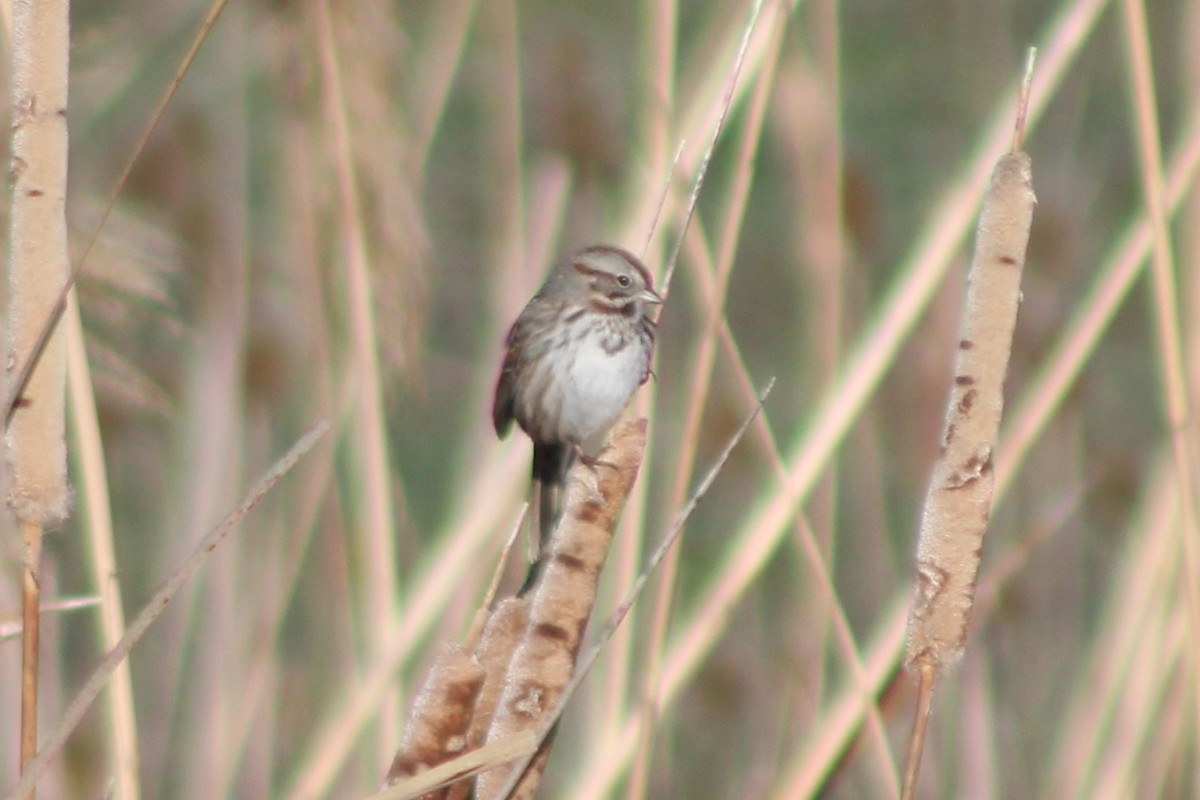 Song Sparrow (montana/merrilli) - ML617693654