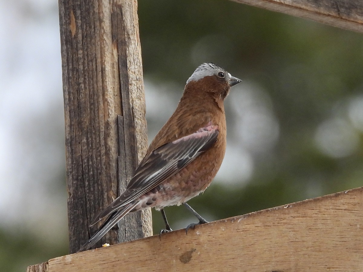 Gray-crowned Rosy-Finch - ML617693665