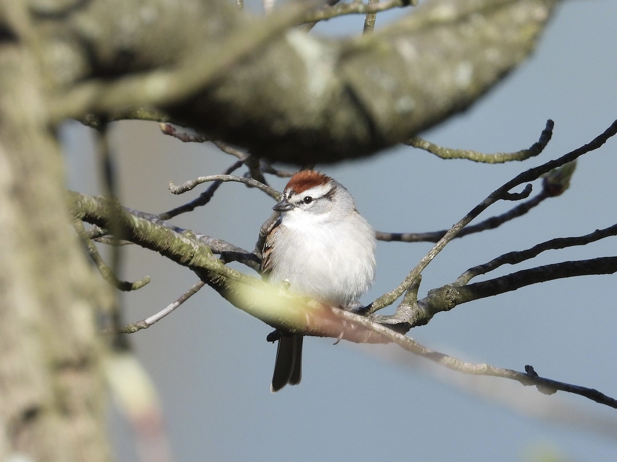 Chipping Sparrow - ML617693677