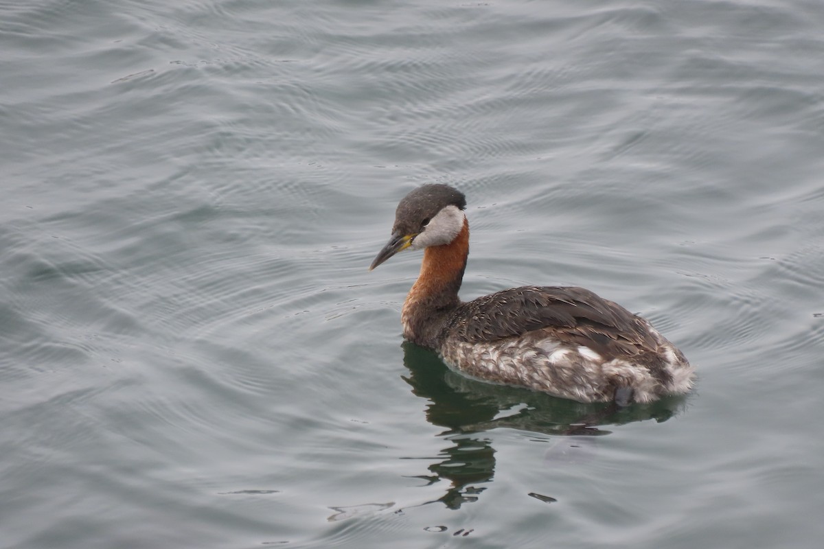 Red-necked Grebe - ML617693733