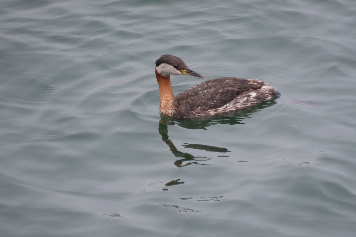 Red-necked Grebe - ML617693740