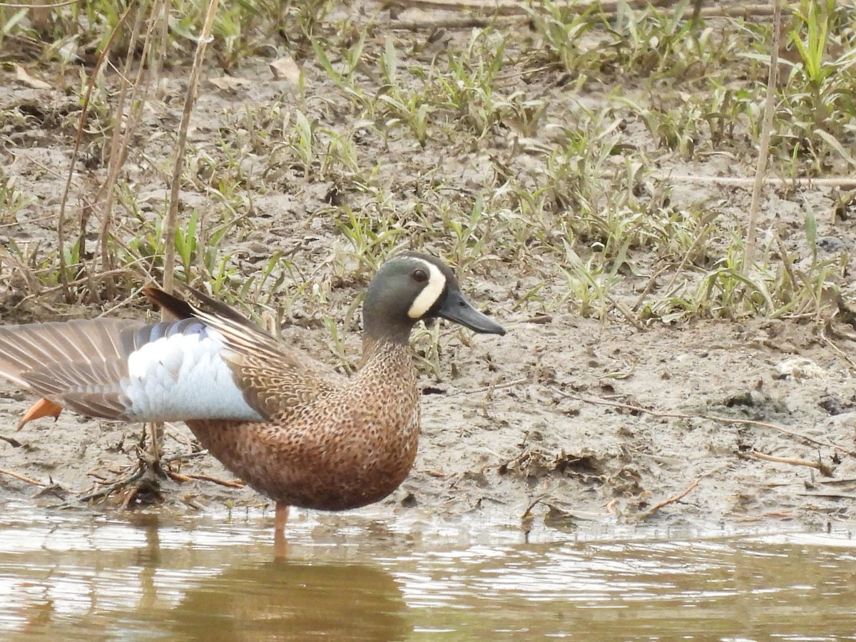 Blue-winged Teal - ML617693766