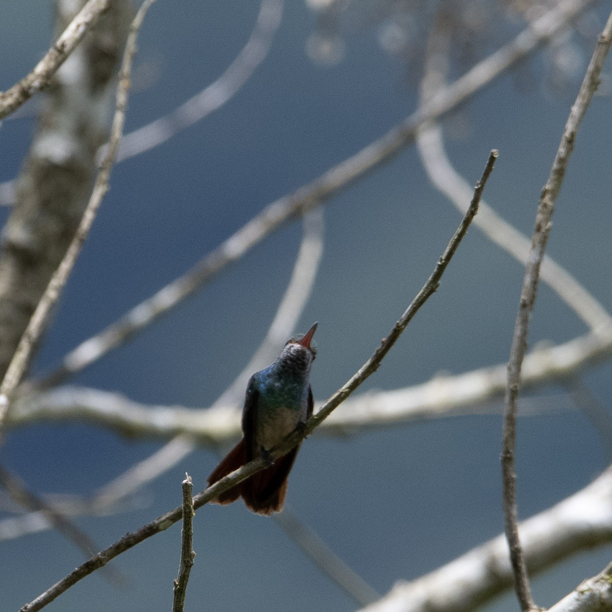 kolibřík zlatoocasý - ML617693783