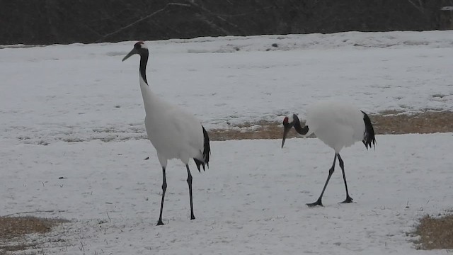 Red-crowned Crane - ML617693809
