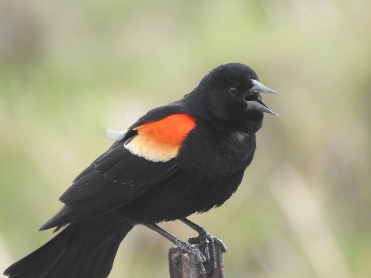 Red-winged Blackbird - ML617693839