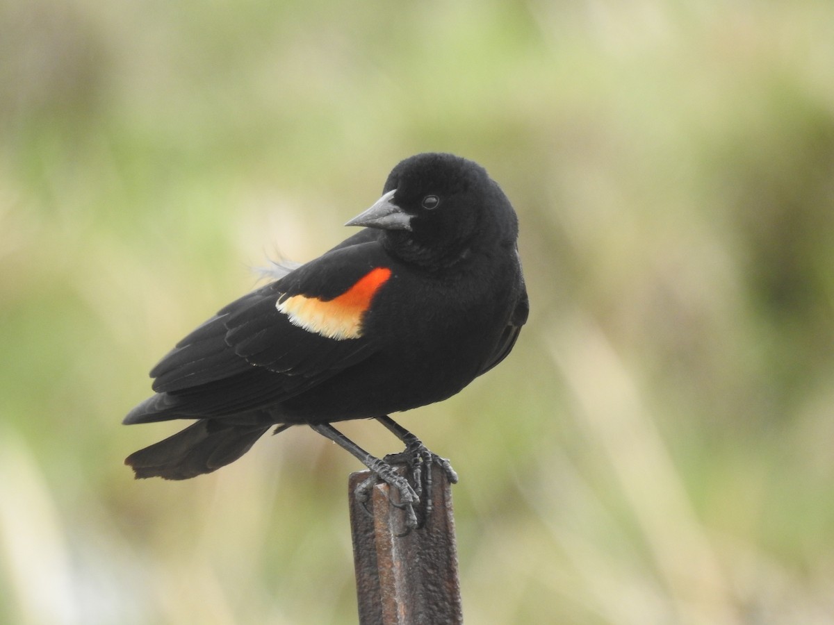 Red-winged Blackbird - ML617693840