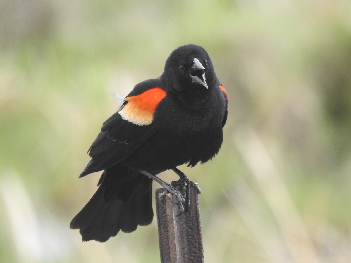 Red-winged Blackbird - ML617693841