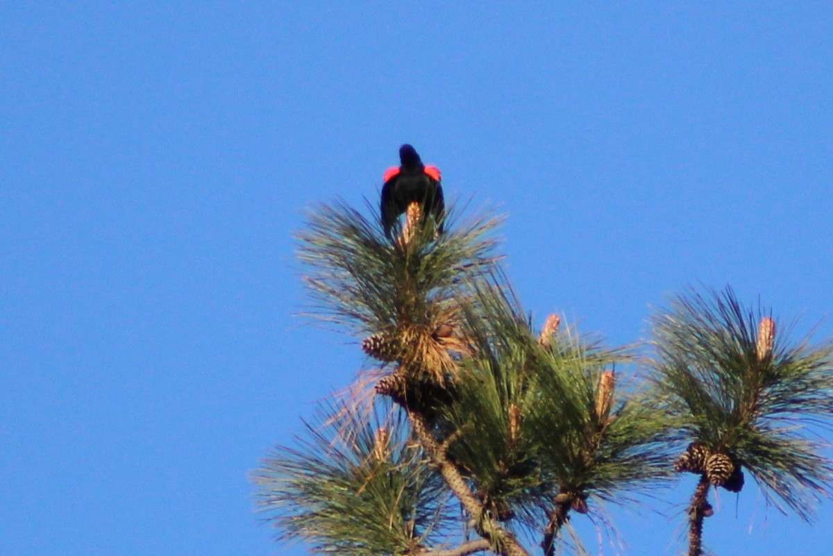 Red-winged Blackbird - ML617693889
