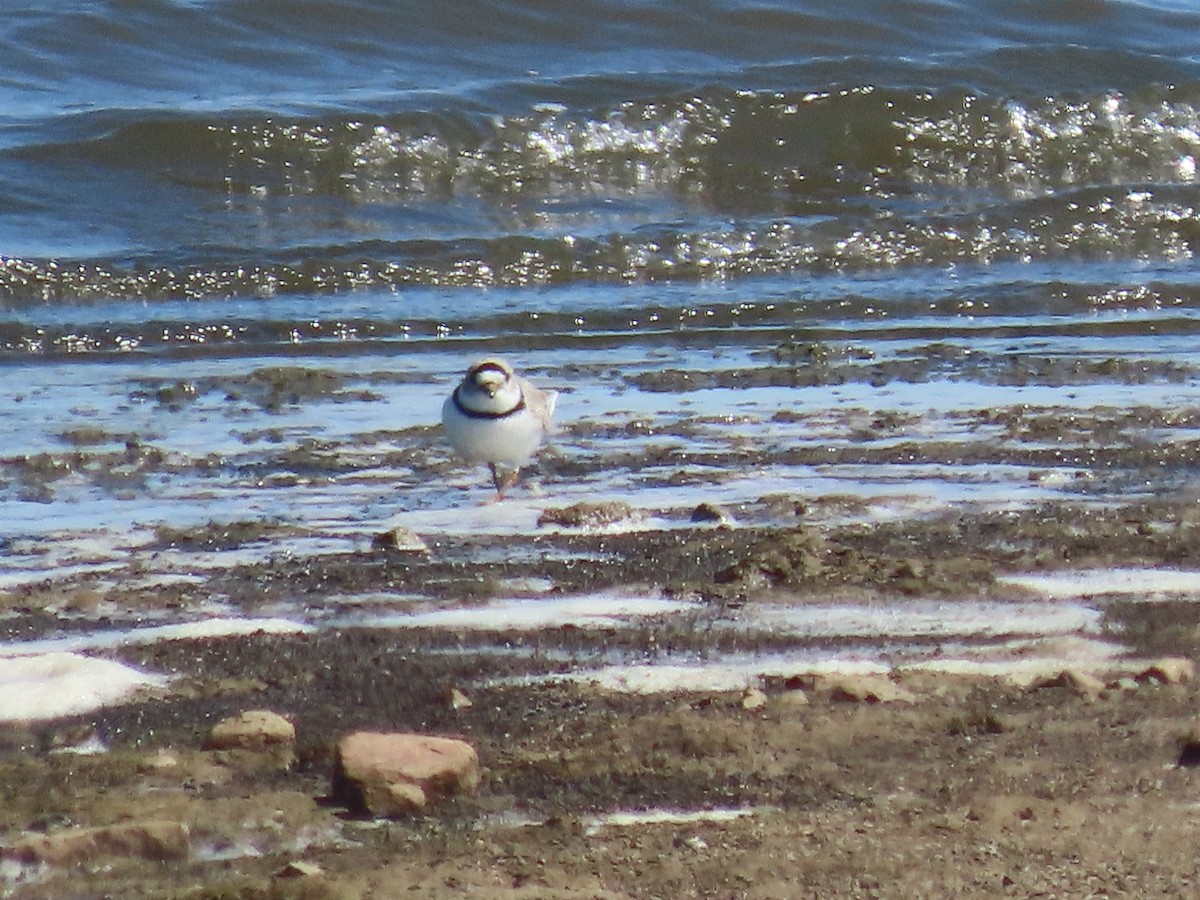 Piping Plover - ML617693934