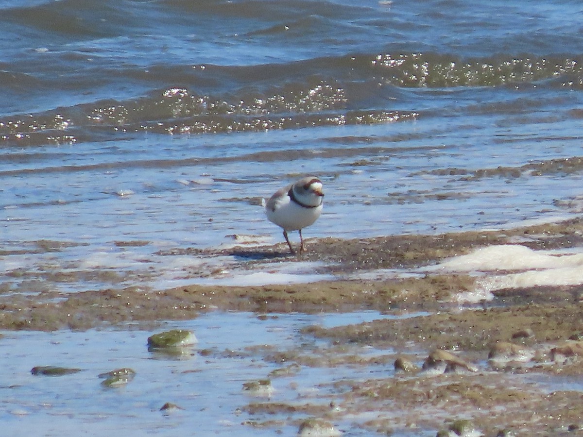Piping Plover - ML617693935