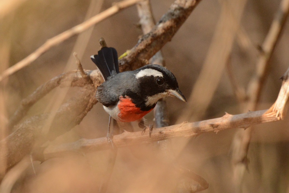 Red-breasted Chat (Red-breasted) - ML617693962