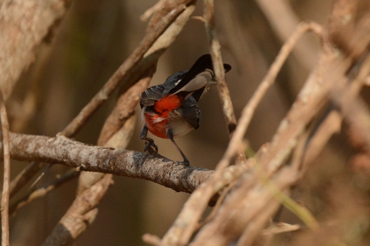 Red-breasted Chat (Red-breasted) - ML617693967