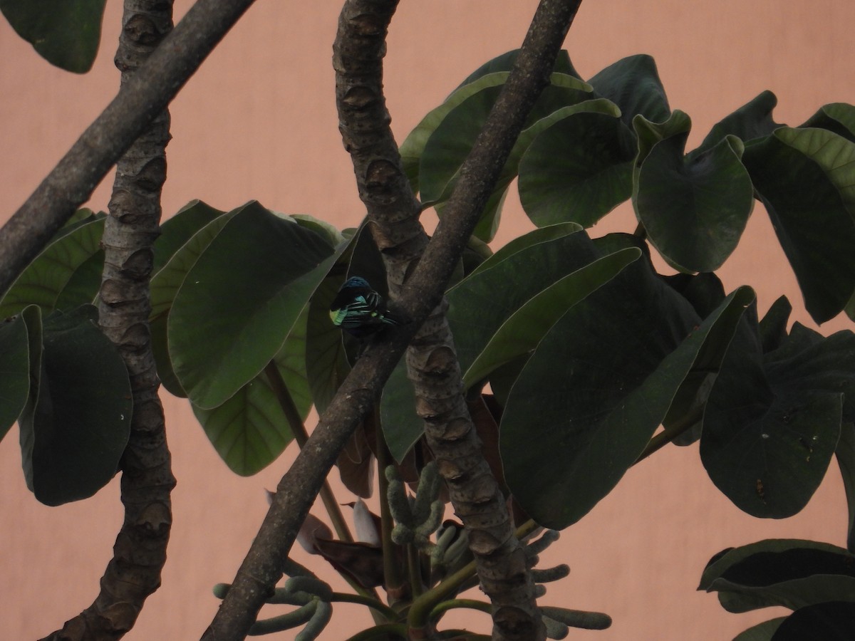 Blue-necked Tanager - ML617694001