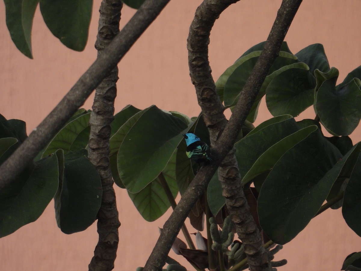 Blue-necked Tanager - ML617694002