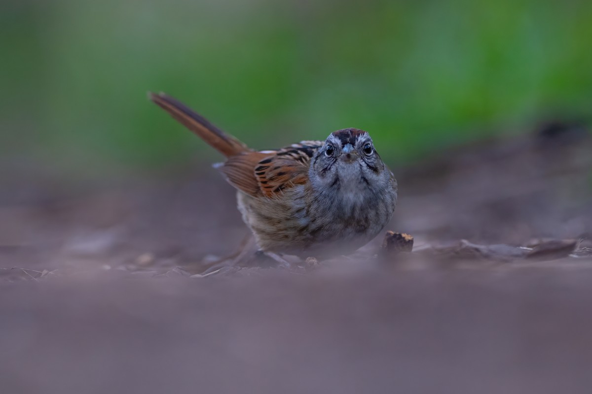 Swamp Sparrow - ML617694023