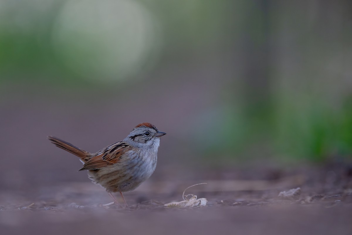 Swamp Sparrow - Matthew Dolkart